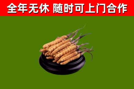 雅安市回收散虫草